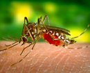 Mangaluru ‘Numero Uno’ in the list of Malaria infected areas